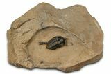 Pseudocryphaeus (Cryphina) Trilobite - Lghaft, Morocco #381590-2